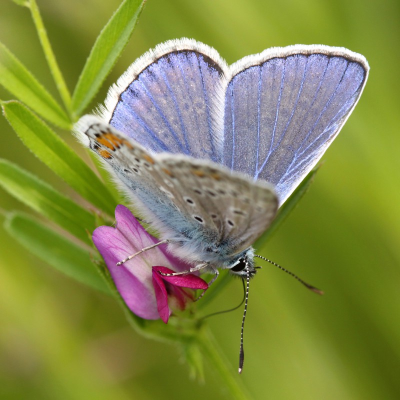 l'eleganza in natura