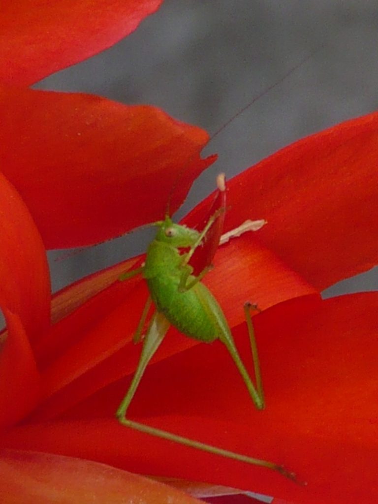 cavalletta urbana