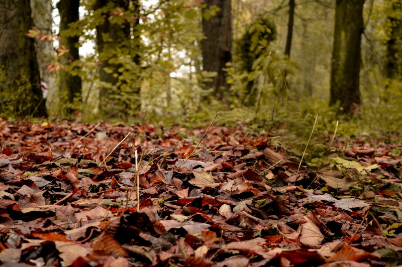 la gravità in autunno