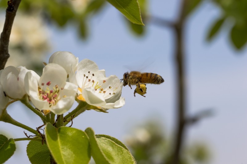 impollinazione!