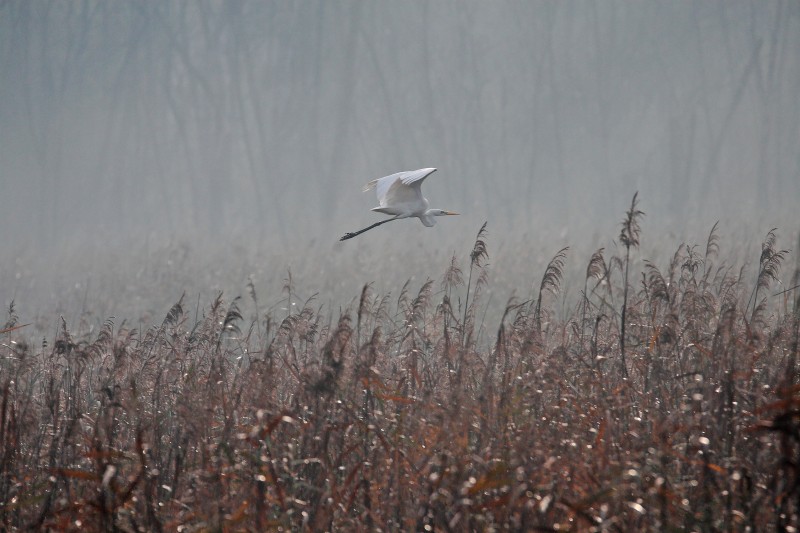 volo all'alba