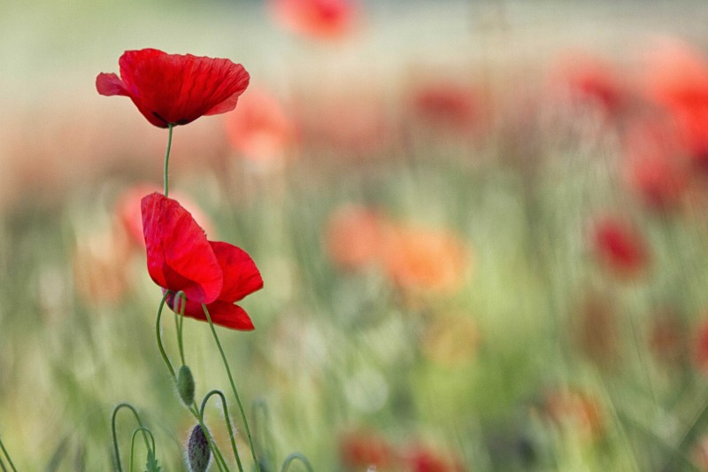 i colori della primavera