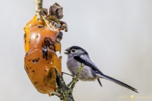 codibugnolo mentre si ciba di un diospero