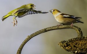 lotta per il cibo fra un verdone ed un frosone