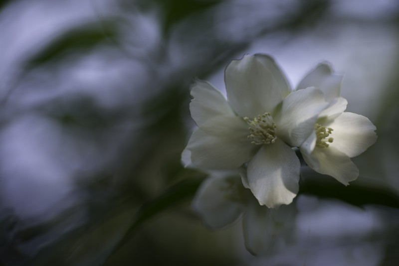 primavera