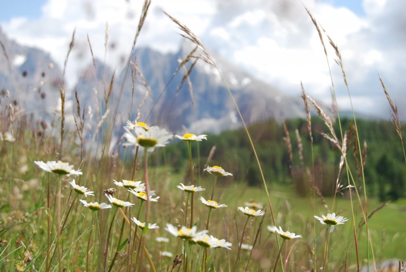 primavera alpina