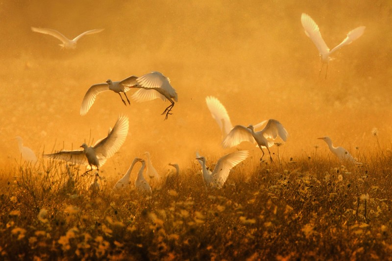 aironi guardabuoi al tramonto