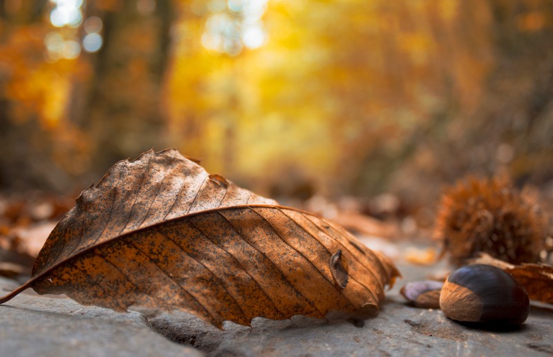 colori d'autunno