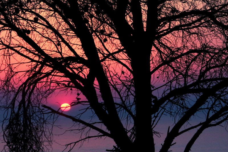 sunset with trees