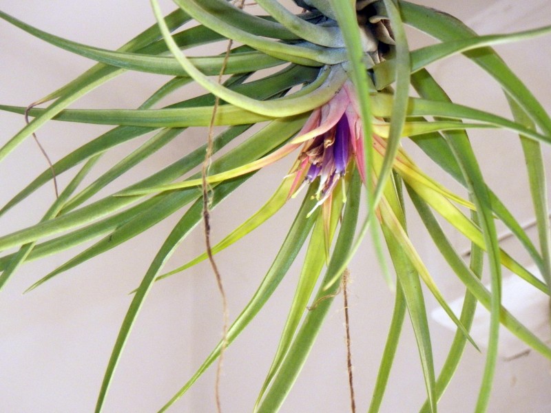 tillandsia con fiore