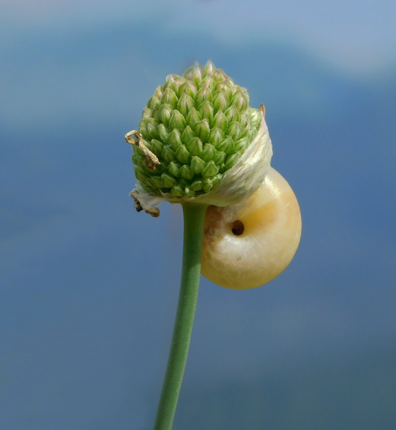 fiore e chiocciola