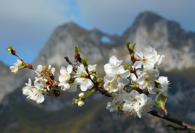 fiori e monte forato
