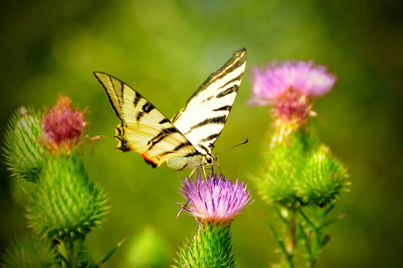 farfalla macaone