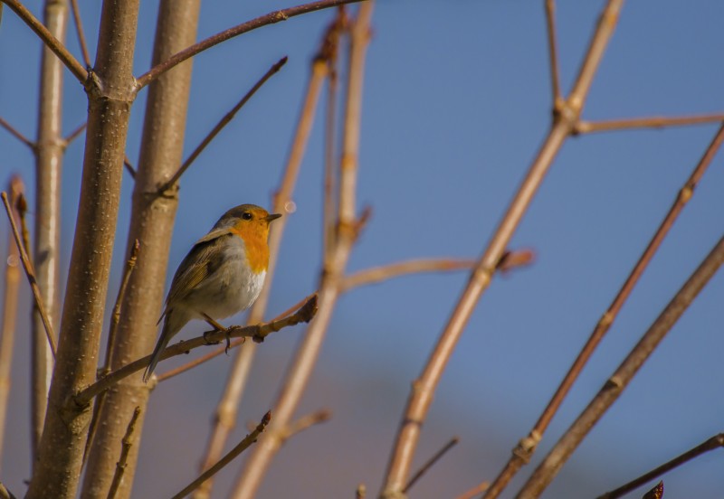 il pettirosso solitario