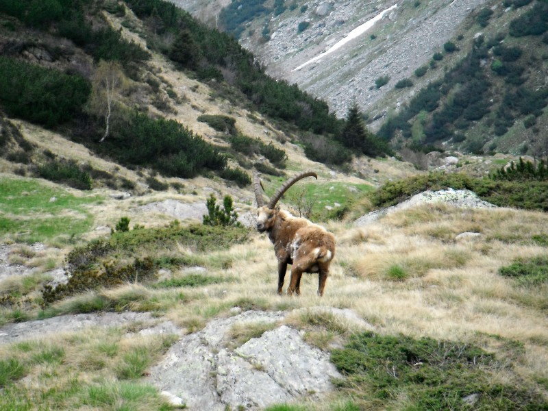 il re della valle