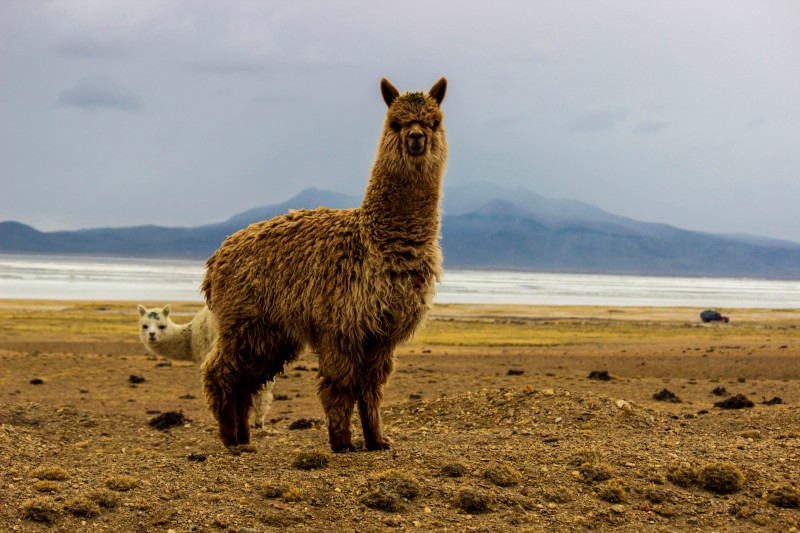 alpaca in arequipa