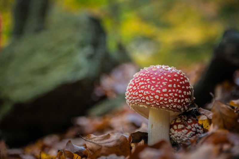 esemplari di amanita muscaria