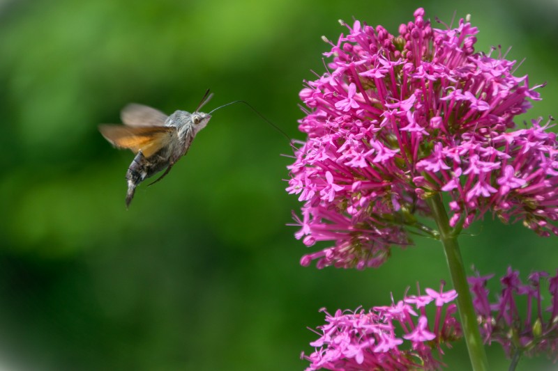 flora e fauna delle alpi apuane
