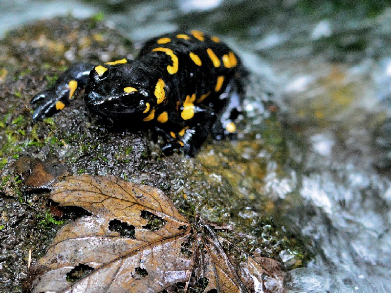 salamandra pezzata