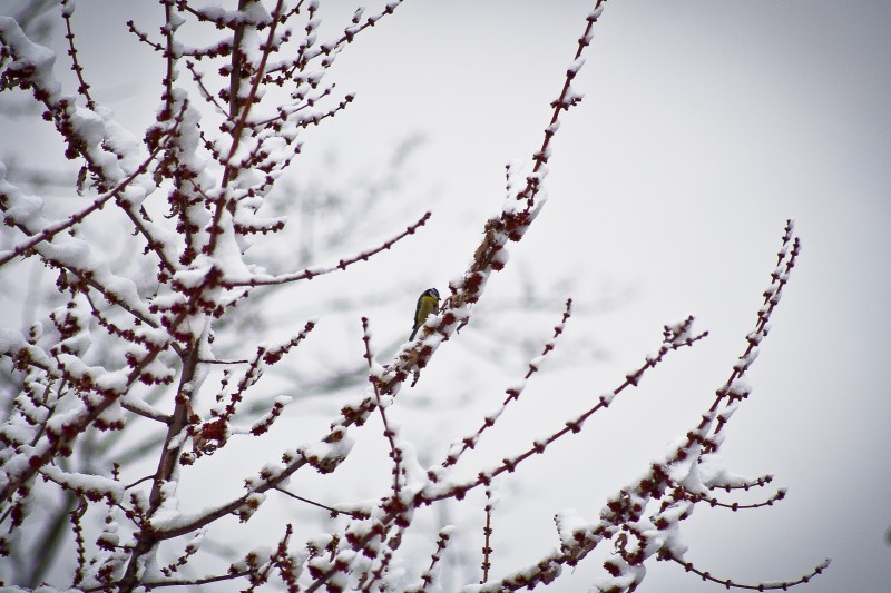 i colori della neve