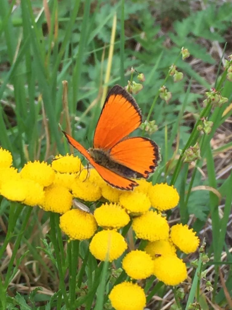 farfalla su fiore giallo