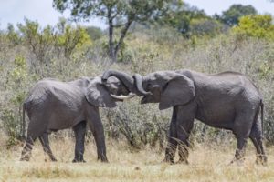 elefanti intrecciati