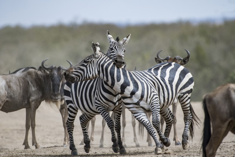 lotta tra zebre