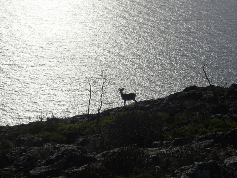 marettimo tra terra e mare