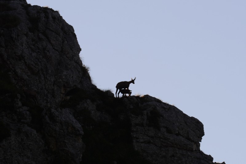 femmina di camoscio che allatta il piccolo all'alba