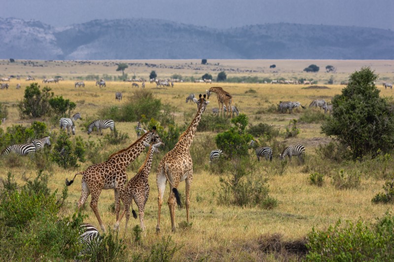 il popolo della savana