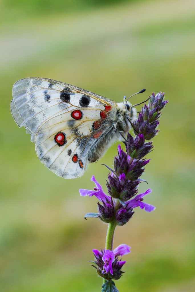 parnassius apollo