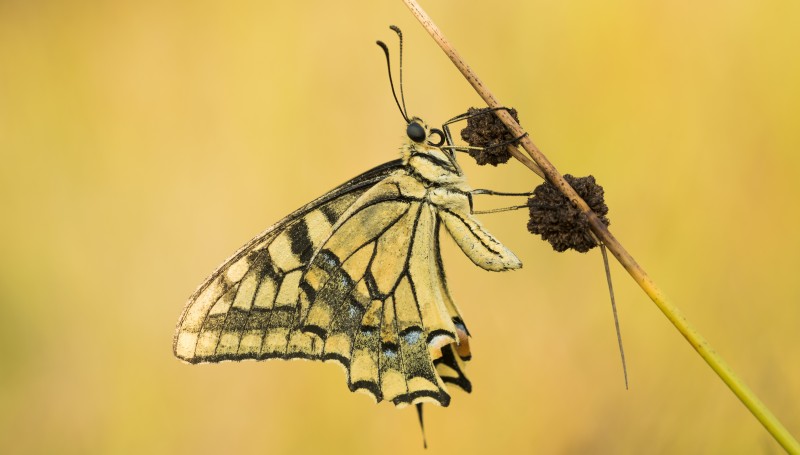 papilio machaon