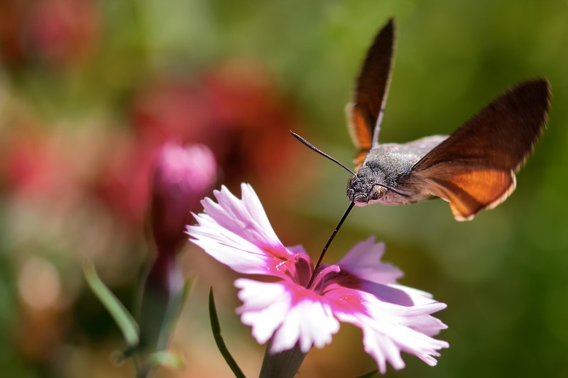 rifornimento in volo