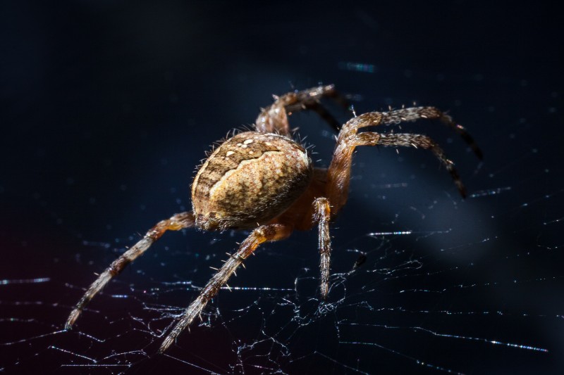zoropsis