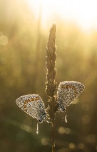 l'oro dell'alba