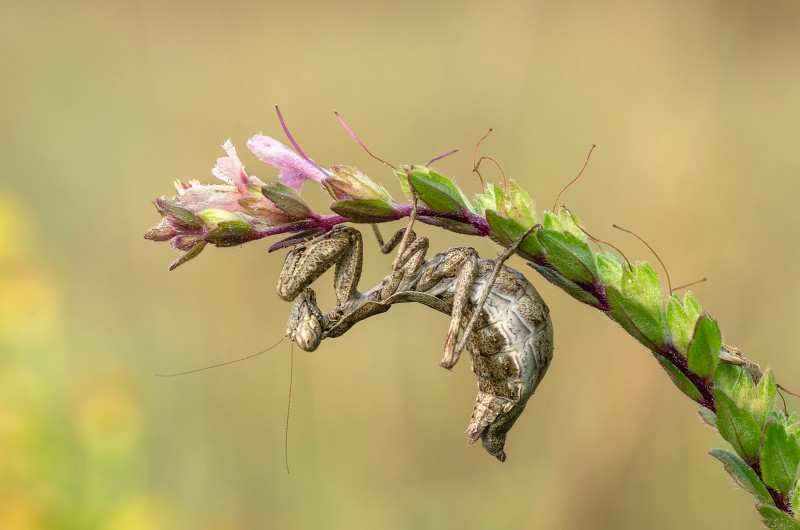 ameles spallanziana