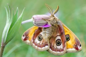 saturnia pavonia