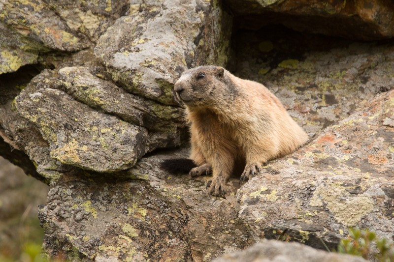 marmotta