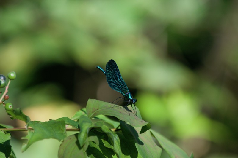 blue dragonfly