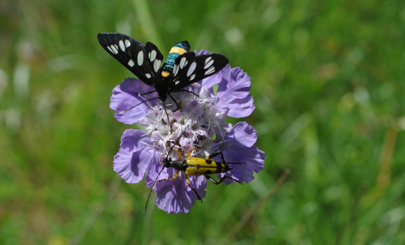 scabiosa con ospiti