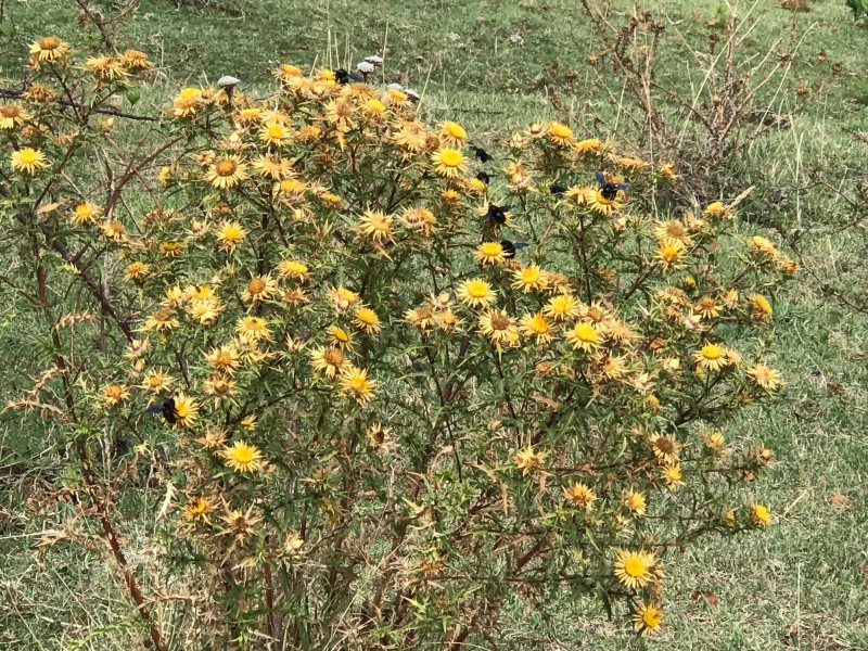 danzando sui fiori