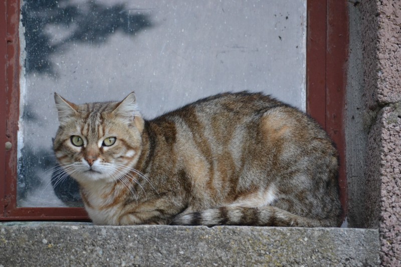 gatto in riposo