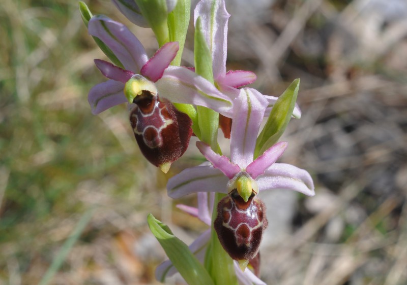ophrys tyrrhena