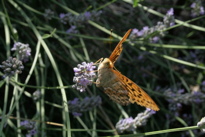 farfalla arancione