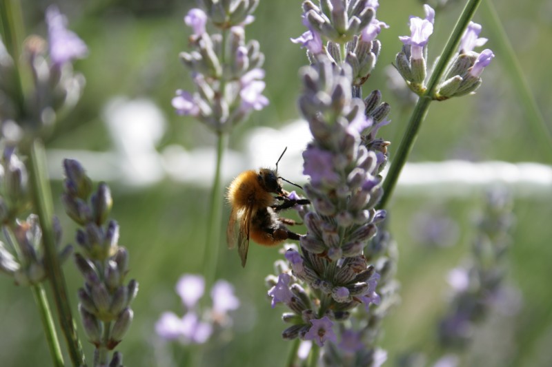 l'impollinazione