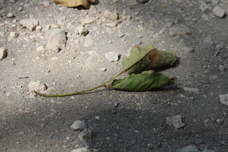 la natura che vince sulla forza dell'uomo