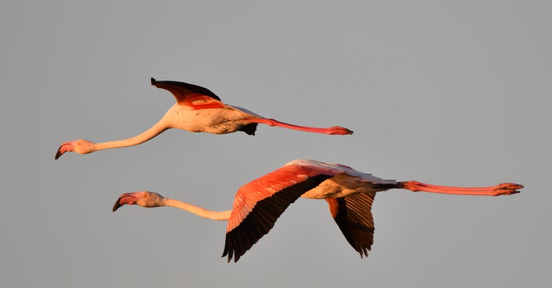 fenicotteri in volo alle valli di comacchio