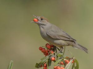 l'ingorda (capinera femmina)