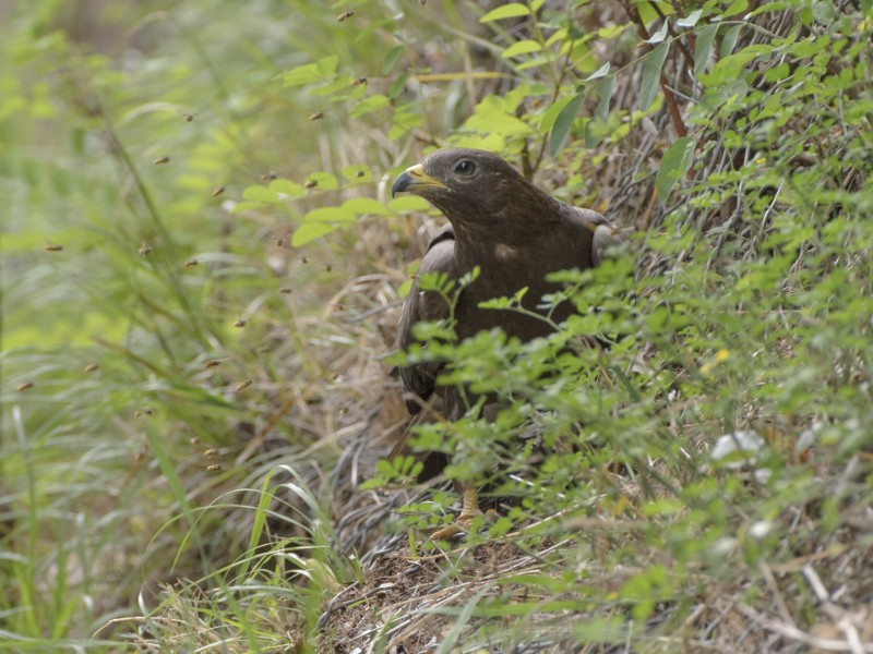 la rivolta (giovane falco pecchiaiolo)