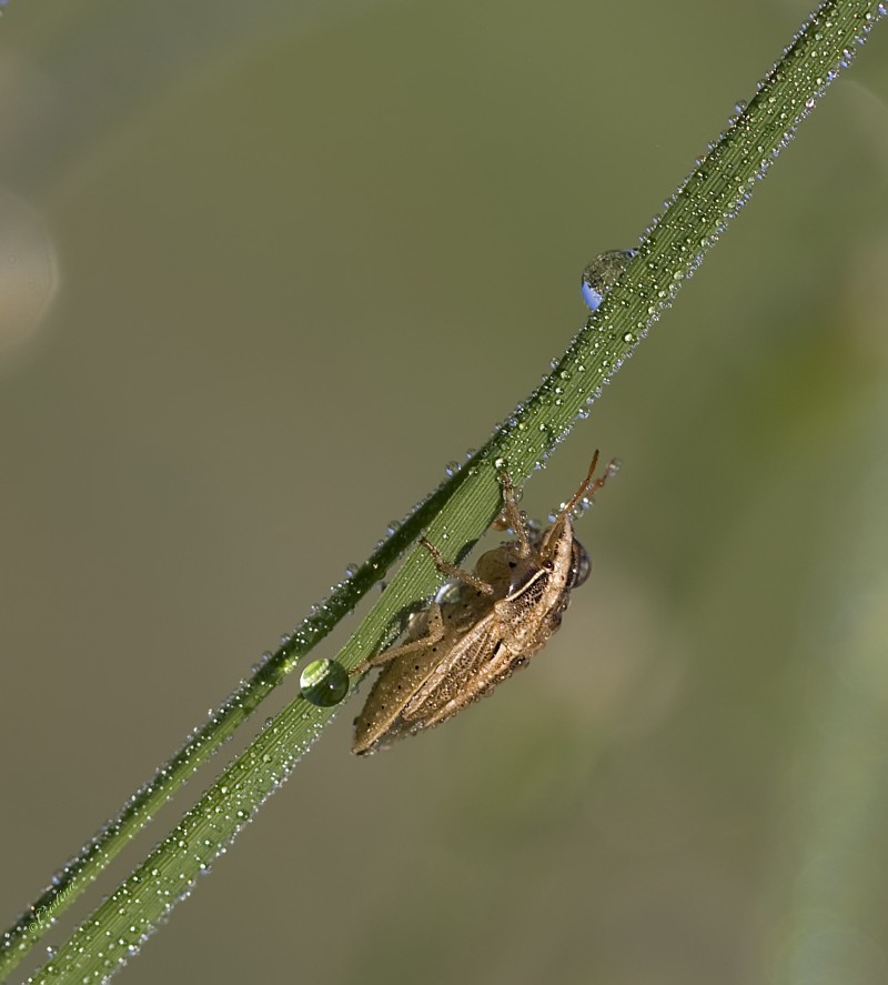 odontotarsus purpureolineatus